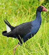 Australasian Swamphen