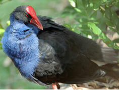 Australasian Swamphen