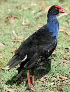 Australasian Swamphen