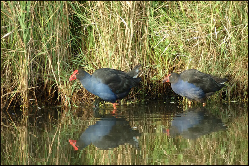 Talève australeadulte