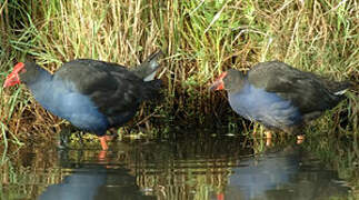 Australasian Swamphen