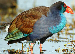 Australasian Swamphen