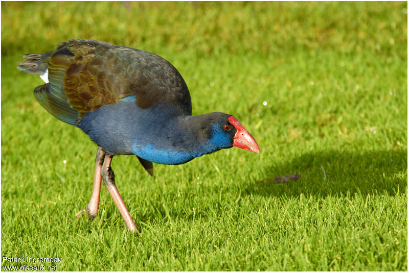 Australasian Swamphenadult, identification