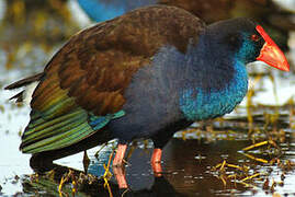 Australasian Swamphen