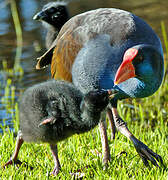 Australasian Swamphen