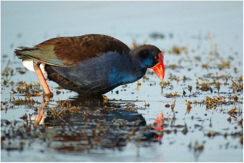 Australasian Swamphenadult