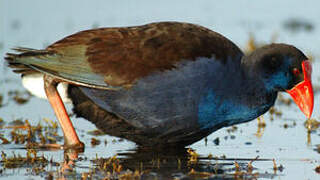 Australasian Swamphen