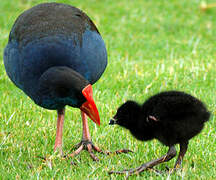 Australasian Swamphen