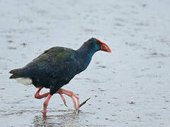 African Swamphen