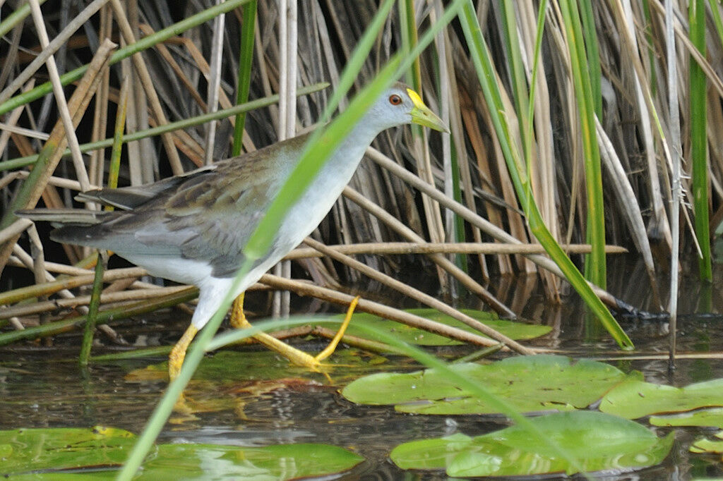 Talève favoriteadulte, identification