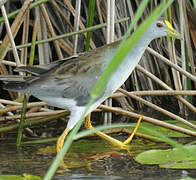 Azure Gallinule