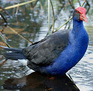 Western Swamphen