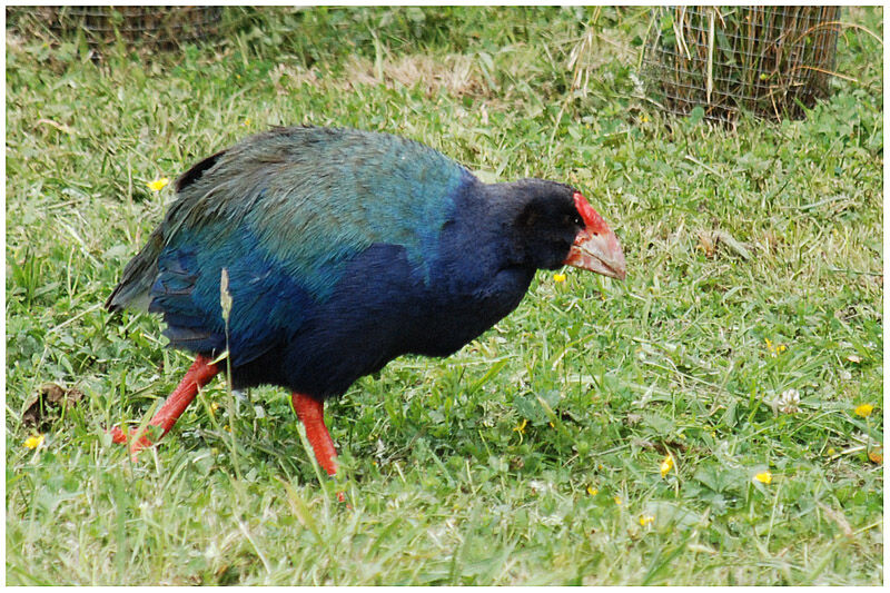 South Island Takahe female adult