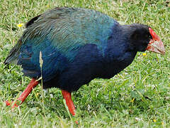 South Island Takahe