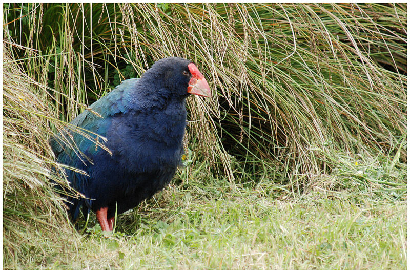 South Island Takahe male adult