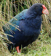 South Island Takahe