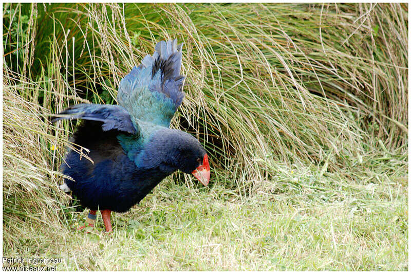 South Island Takahe male adult, Behaviour