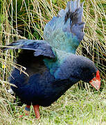 South Island Takahe