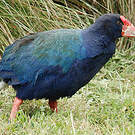 Talève takahé du Sud