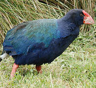 South Island Takahe