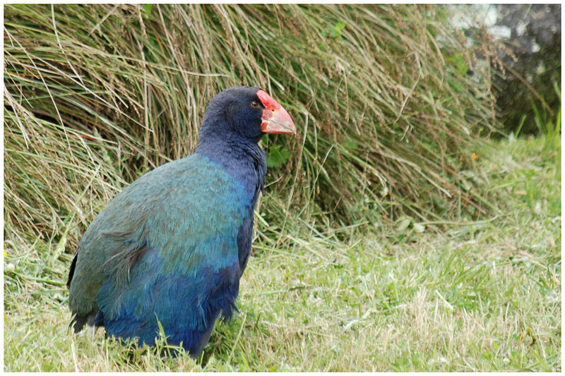 South Island Takahe male adult