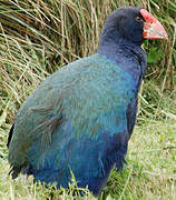 South Island Takahe