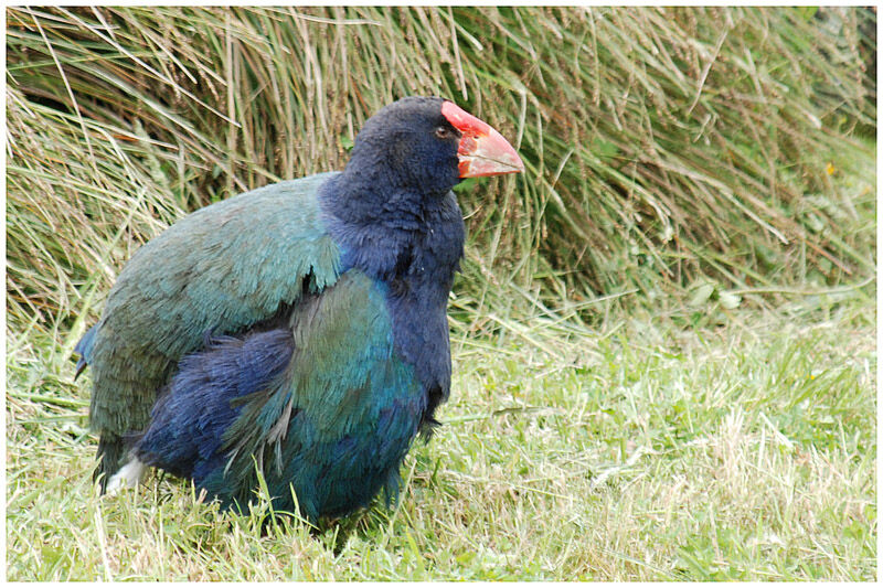 South Island Takahe male adult