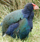 South Island Takahe