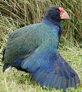 South Island Takahe