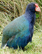 South Island Takahe