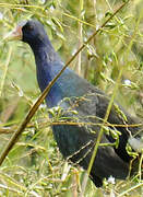 Purple Gallinule