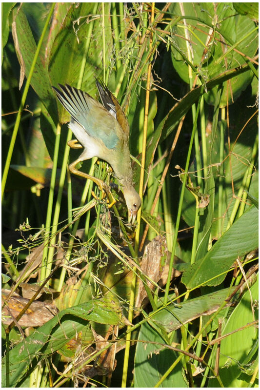 Talève violacéeimmature