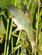 Purple Gallinule