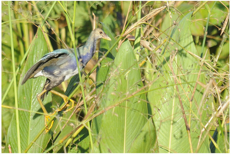 Talève violacéeimmature