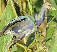 Purple Gallinule