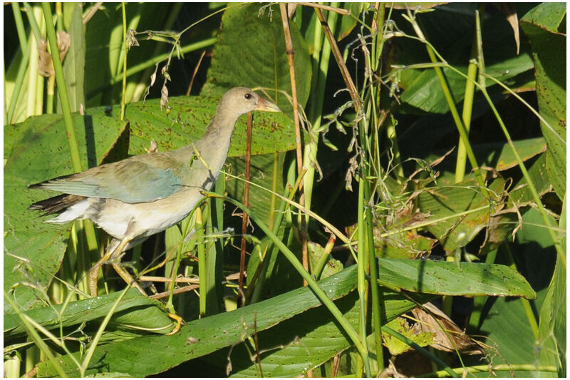 Talève violacéeimmature