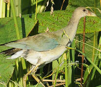 Purple Gallinule