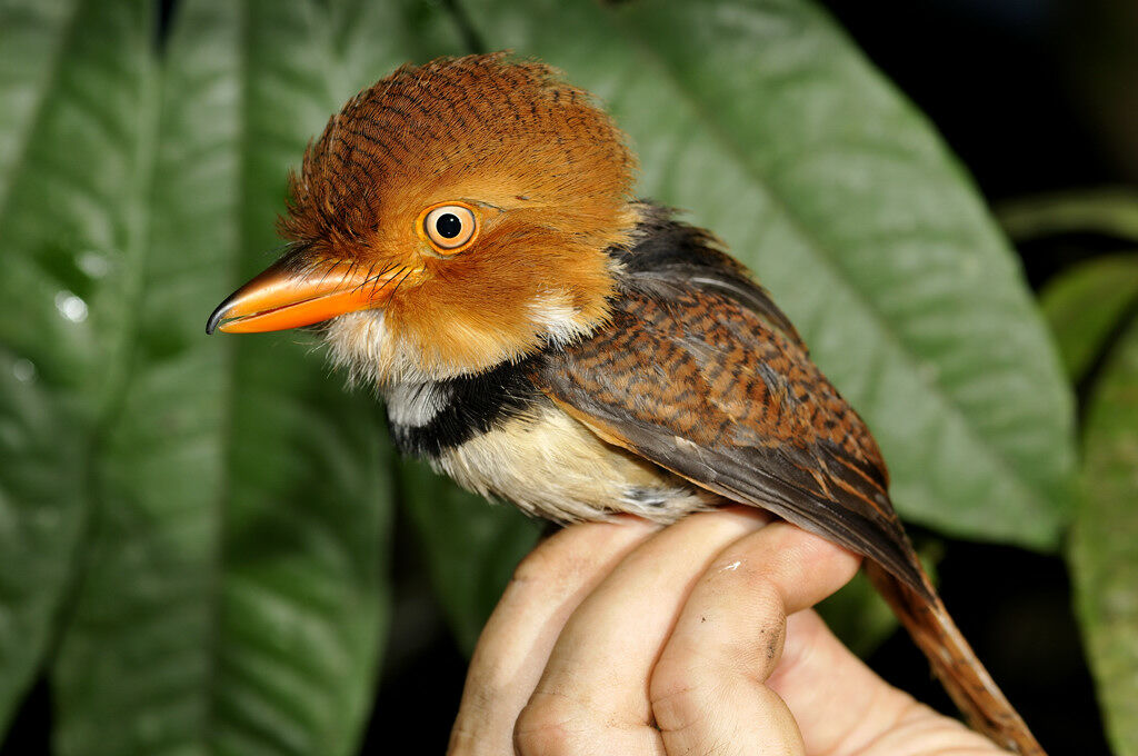 Collared Puffbirdadult