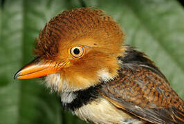 Collared Puffbird