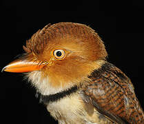 Collared Puffbird