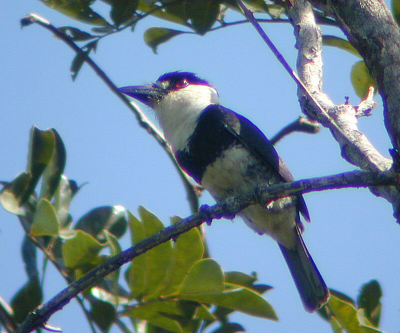 Tamatia à gros bec