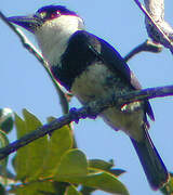 Guianan Puffbird