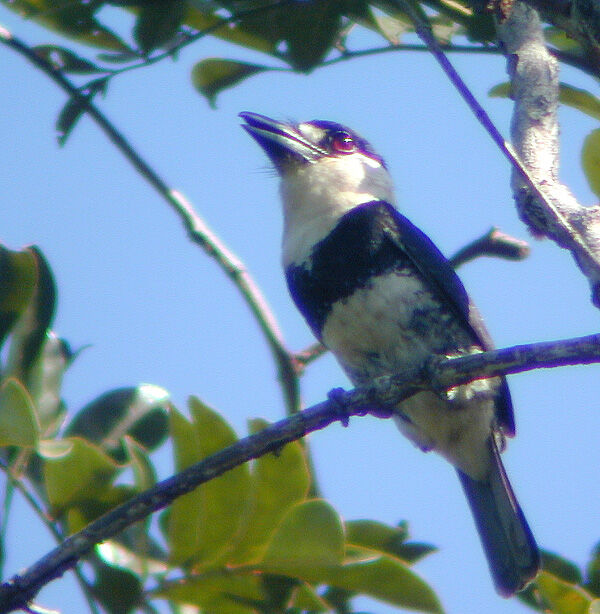 Guianan Puffbird