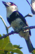 Guianan Puffbird