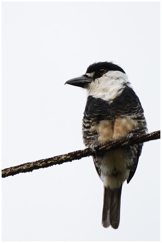 Guianan Puffbird