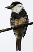 Guianan Puffbird