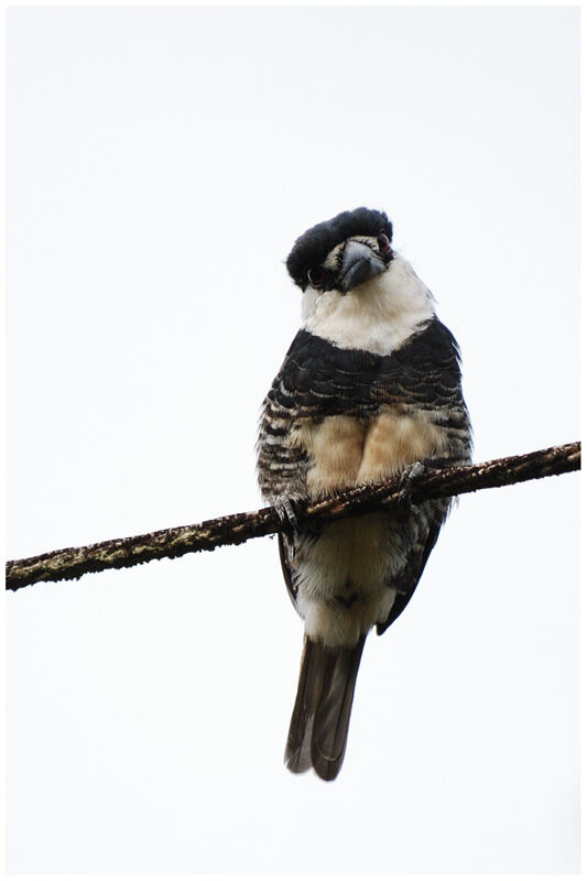 Guianan Puffbird