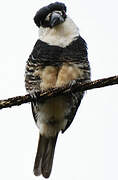 Guianan Puffbird