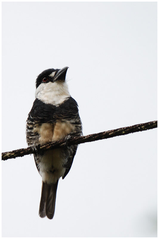 Guianan Puffbird