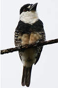 Guianan Puffbird